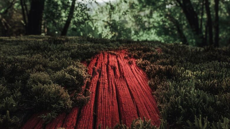 Które drzewa mają naturalnie czerwone drewno? Odkryj niezwykłe gatunki!